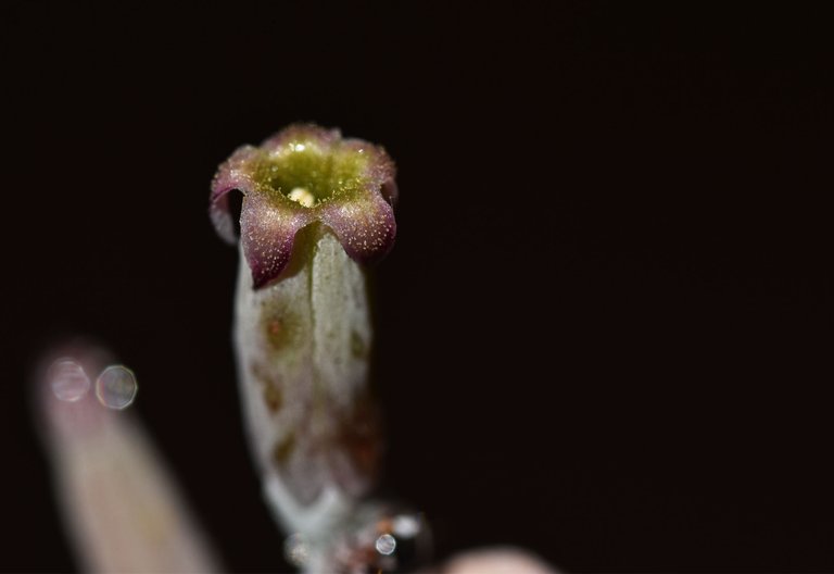 Adromischus festivus flower 1.jpg