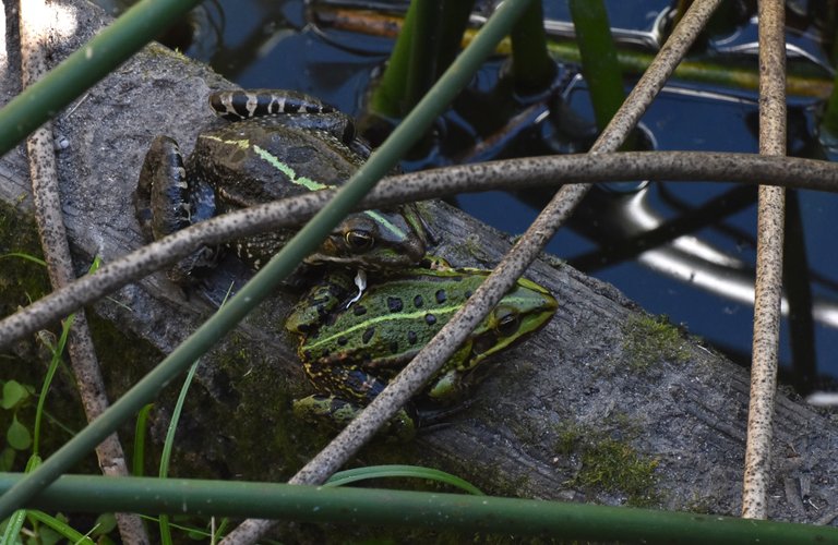 Frogs park pond 6.jpg