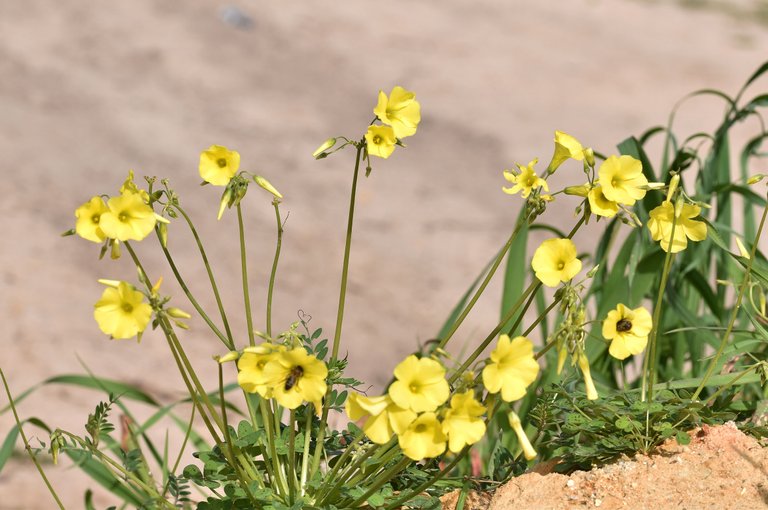 bees oxalis.jpg