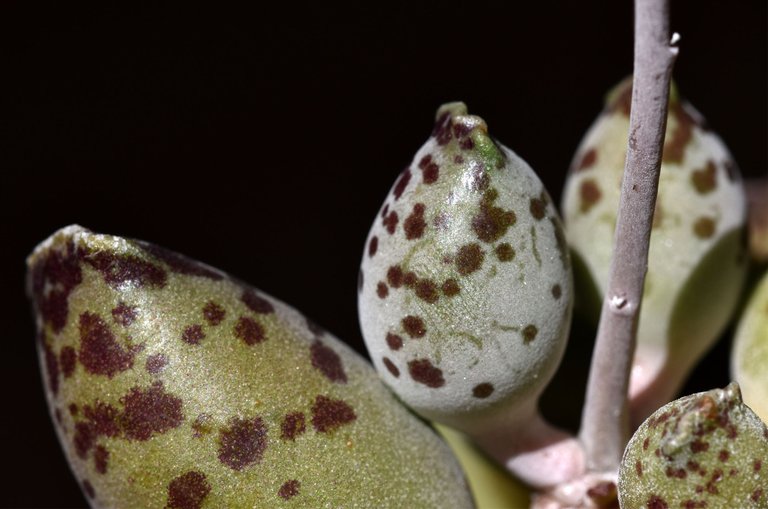 Adromischus festivus flower 7.jpg