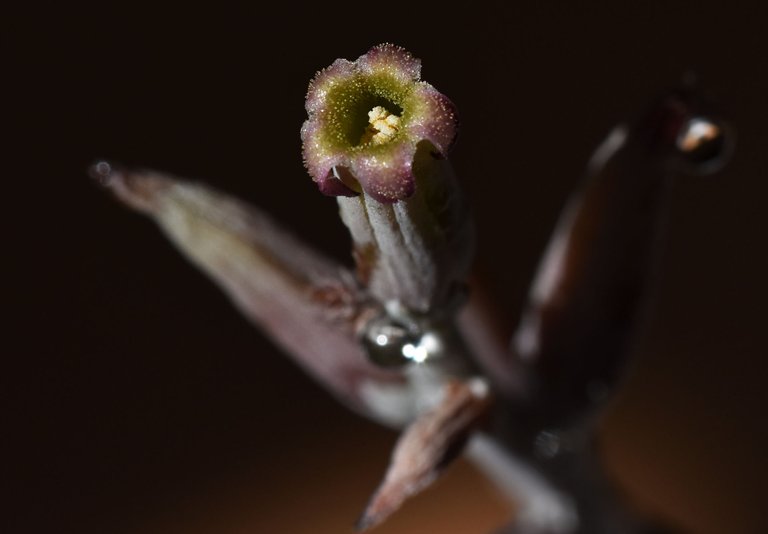 Adromischus festivus flower 2.jpg