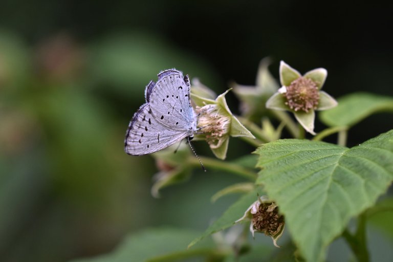 Small Blue Butterfly raspberry flower 6.jpg