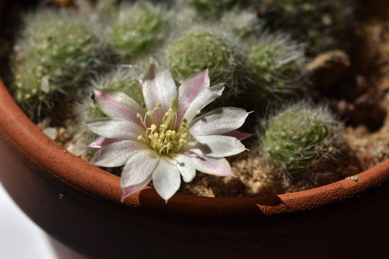 Rebutia Albiflora flower 5.jpg