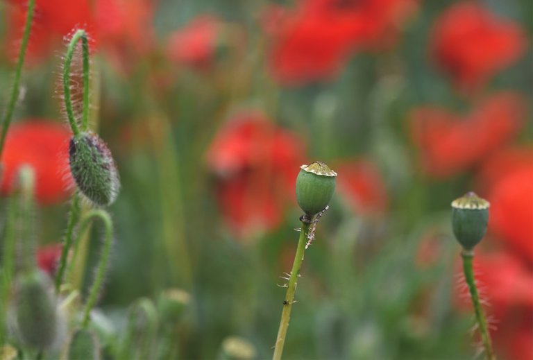 poppy field 5.jpg