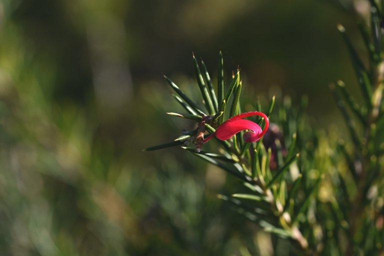 red no id flower shrub 2.jpg