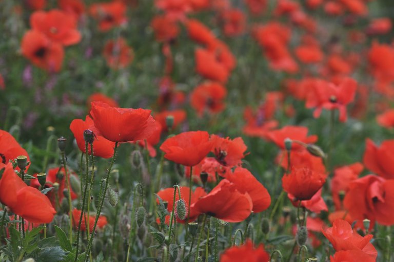 poppy field 7.jpg