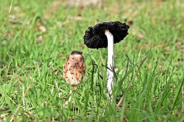 Ink cap mushrooms countryside 4.jpg