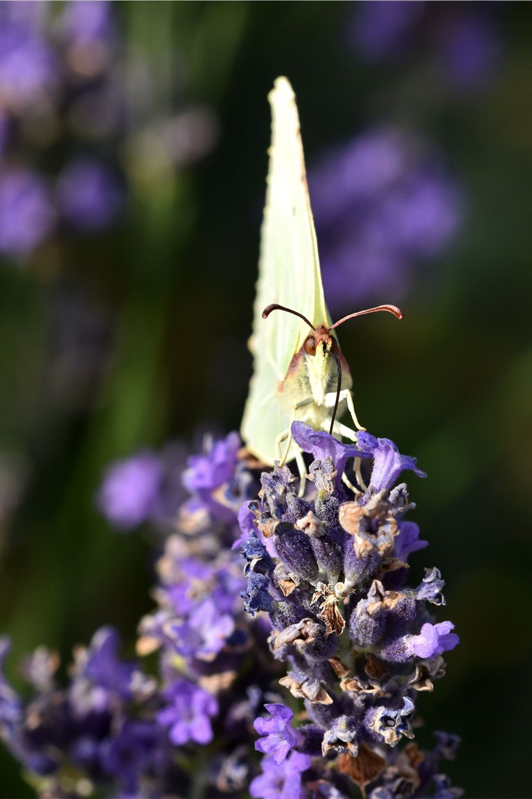 Common brimstone butterfly 3.jpg