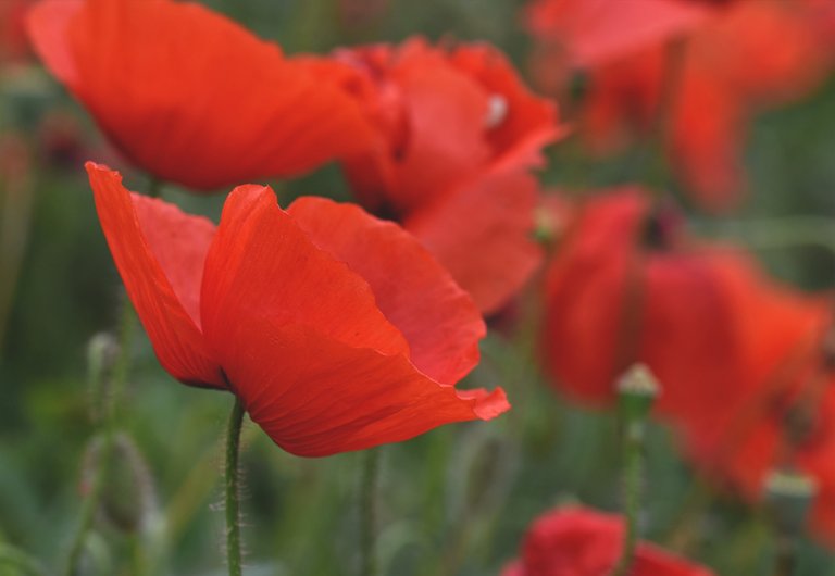 poppy field 8.jpg