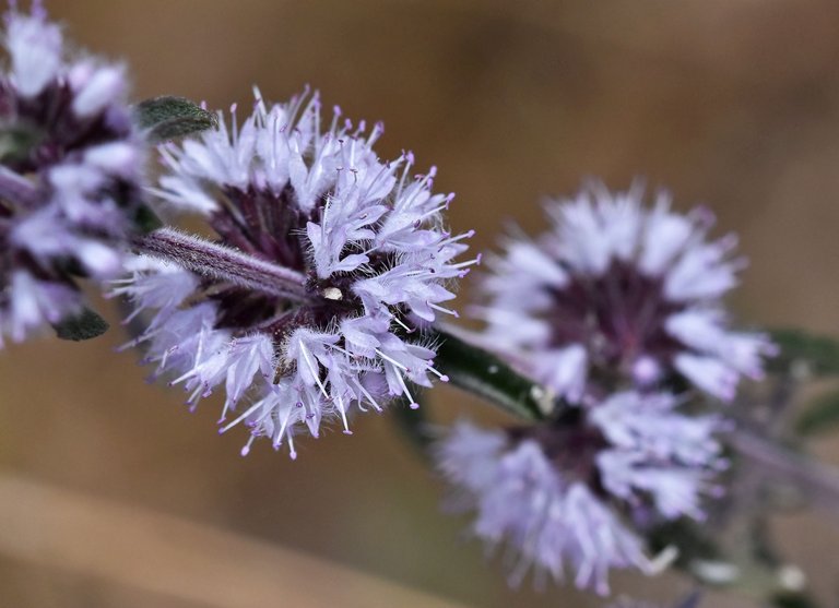 purple Mentha pulegium mint 6.jpg