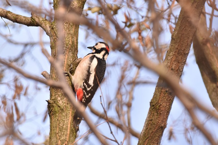 Great Spotted Woodpecker 3.jpg