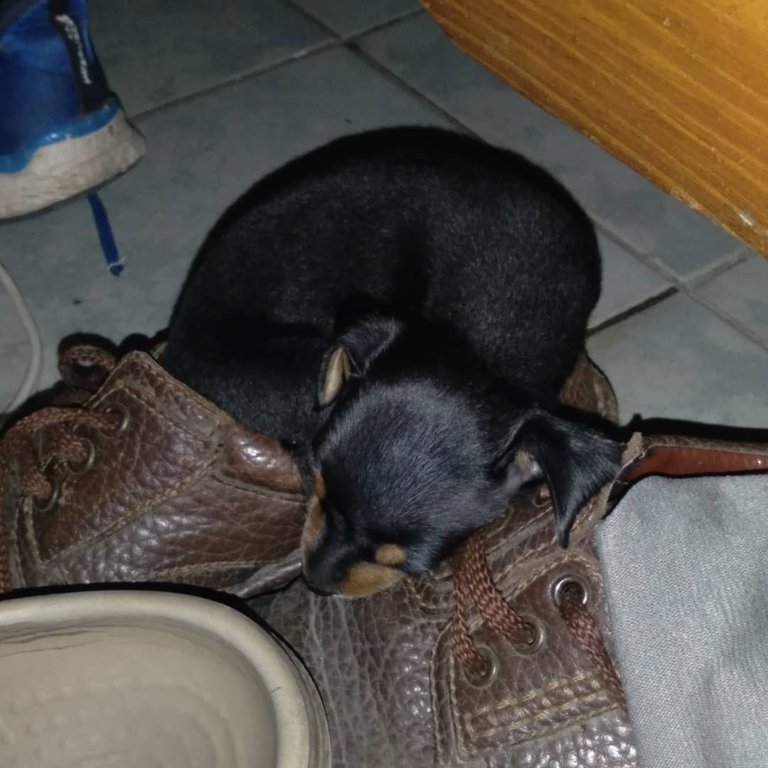 brila pequeña en zapato.jpeg