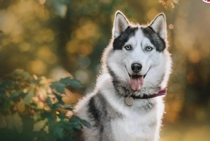 lobo siberiano