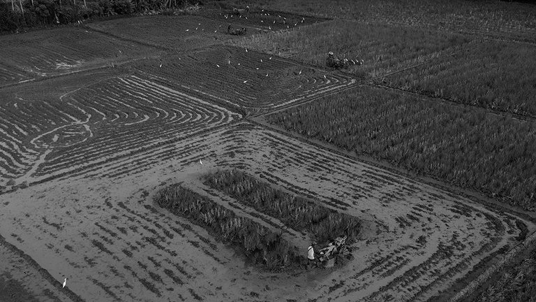 DJI_0699+.jpg