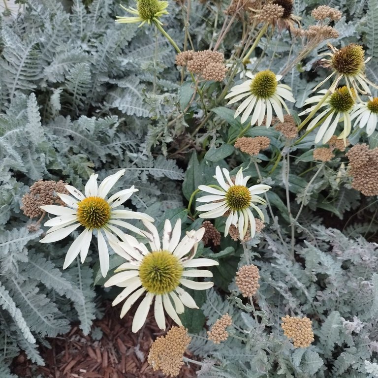 flowers and ferns.jpg