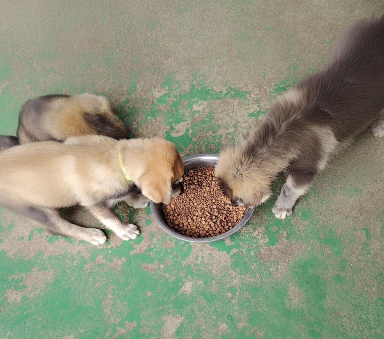Their happy tummies are part of my morning ritual