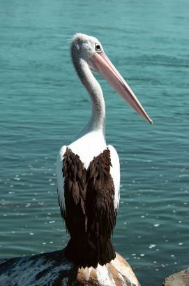 pelican.JPG