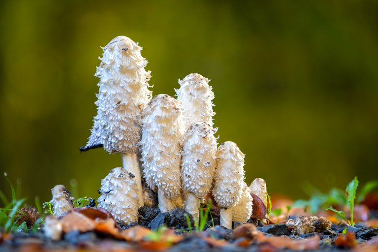 SchopfTintling Coprinus comatus_CI4A2759520201025.jpg