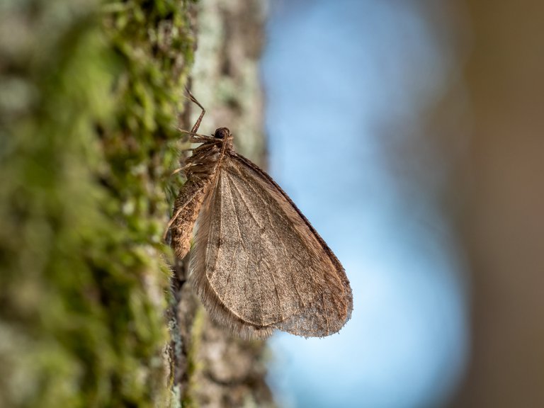 Kleiner Frostspanner Operophtera brumata_P2089308.jpg