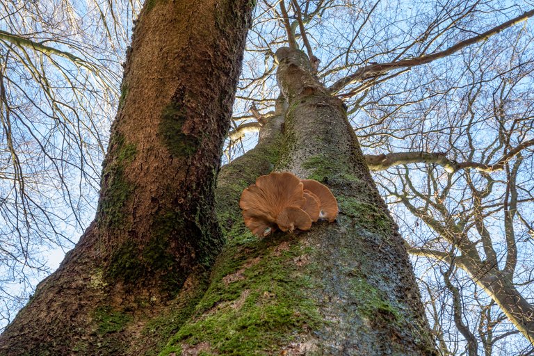 AusternSeitling_Pleurotus ostreatus_CI4A3025.jpg