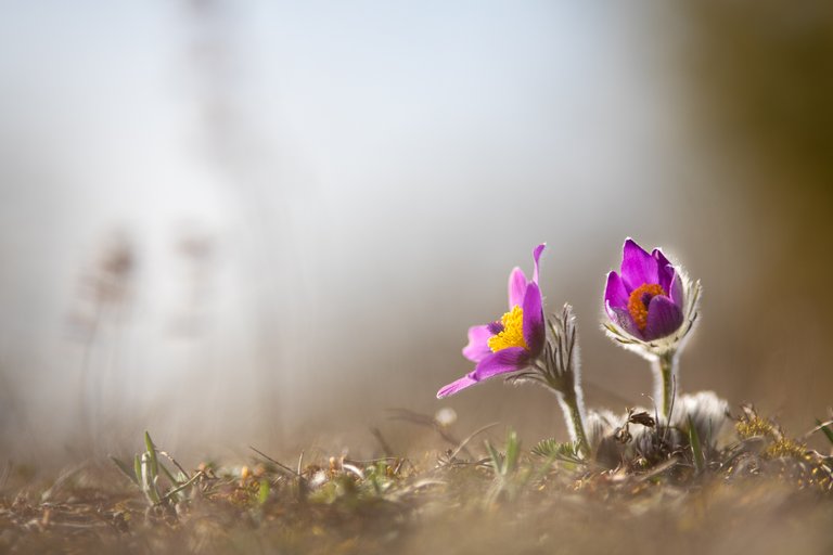 Gewöhnliche Kuhschelle Pulsatilla vulgaris_CI4A2029.jpg