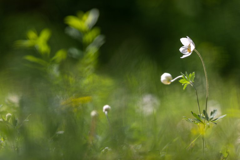 Großes Windröschen Anemone sylvestris_CI4A2315.jpg