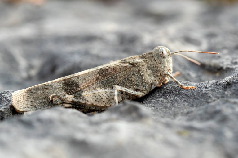 Rotflügelige Ödlandschrecke Oedipoda germanica_P1126238.jpg