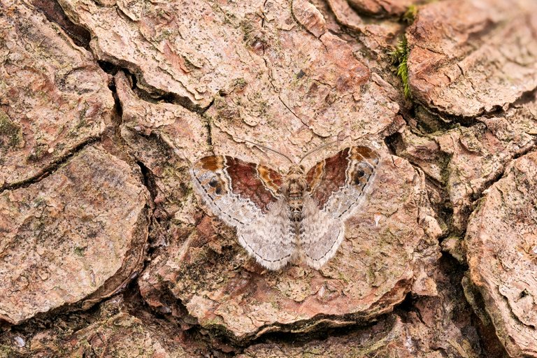 Heller RostfarbenBlattspanner Xanthorhoe spadicearia, Kreuzwertheim, Lichtfang, Nachtfalter, Spanner Geometridae_P19485795420200720.jpg