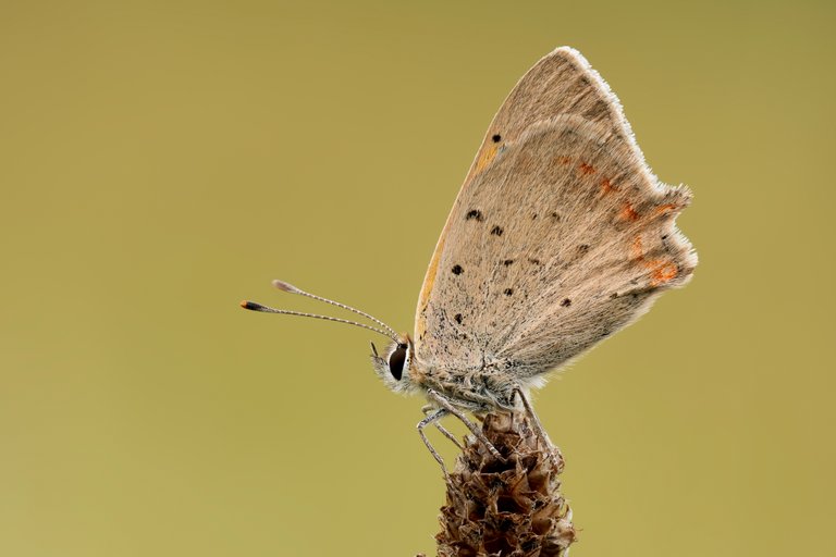 Kleiner Feuerfalter Lycaena phlaeas_P20313764320200829.jpg