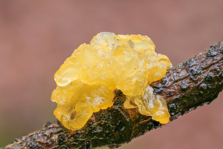 Goldgelber Zitterling Tremella mesenterica_P21028696520201213.jpg