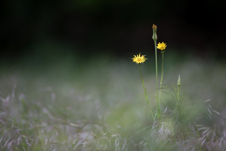 WiesenBocksbart Tragopogon pratensis_CI4A1056Bearbeitet.jpg