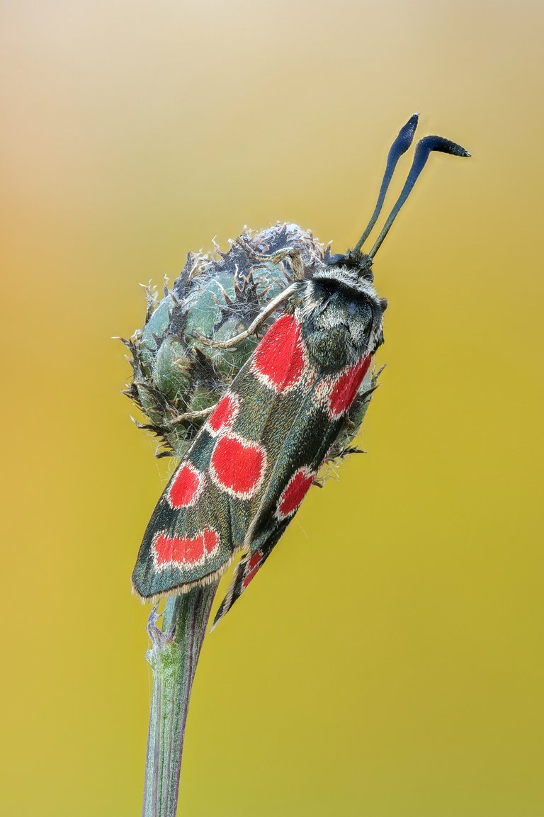 EsparsettenWidderchen Zygaena carniolica_P18880356120200622.jpg