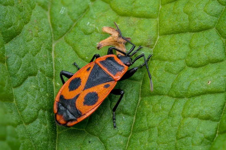 Feuerwanze Pyrrhocoris apterus_P20889054220201031.jpg