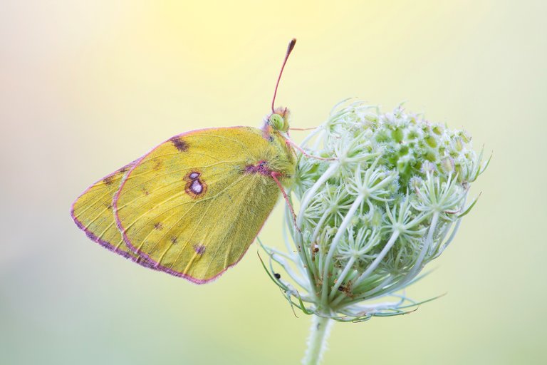 HufeisenkleeGelbling Colias alfacariensis_CI4A3945BF.jpg