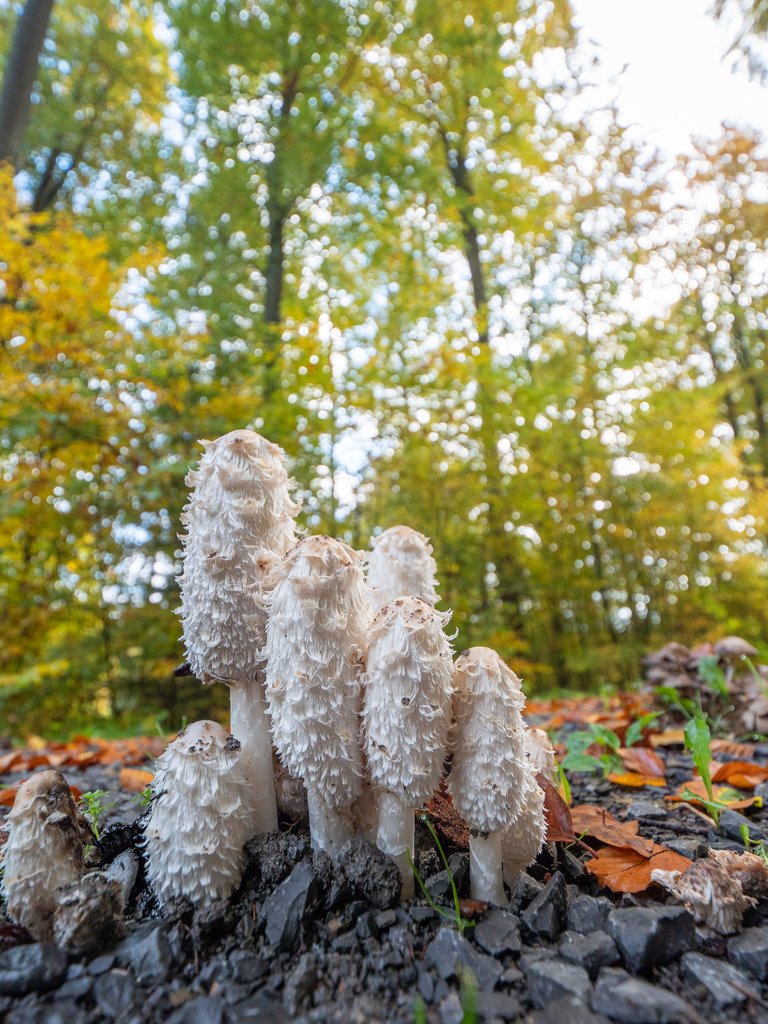 SchopfTintling Coprinus comatus_P2066441.jpg