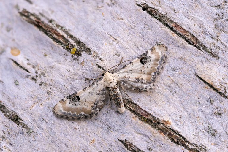 Mondfleckiger Blütenspanner Eupithecia centaureata_P19828902420200801.jpg