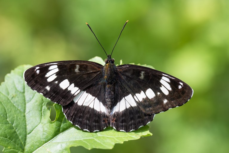 Kleiner Eisvogel Limenitis camilla_CI4A8169BF.jpg