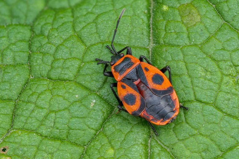 Feuerwanze Pyrrhocoris apterus_P20890964520201031.jpg