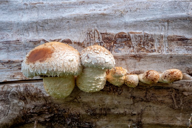 PappelSchüppling Hemipholiota populnea_P2054627220201004.jpg