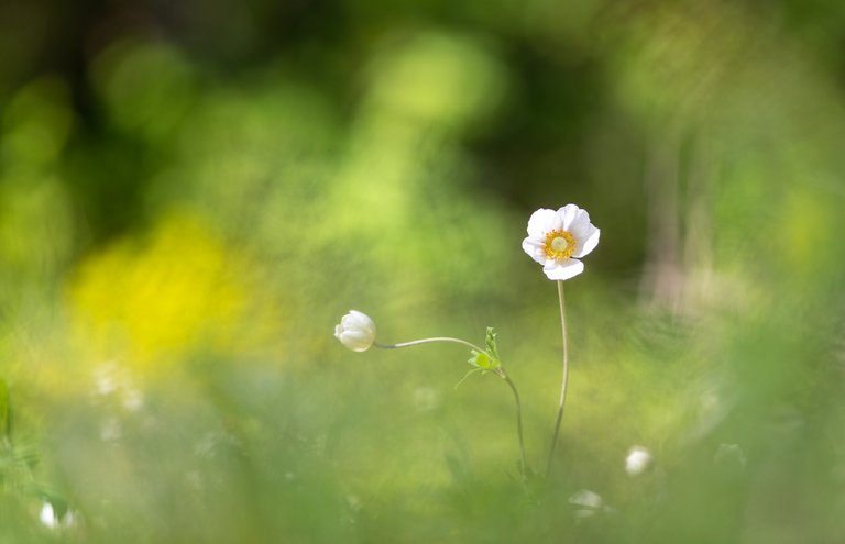 Großes Windröschen Anemone sylvestris_CI4A2312.jpg