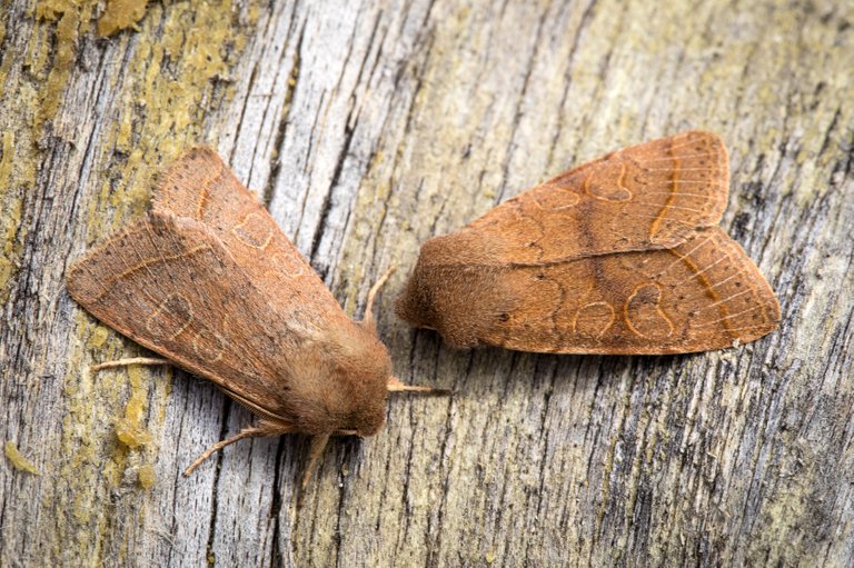 RundflügelKätzcheneule Orthosia cerasi_CI4A1910BF.jpg