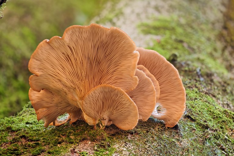 AusternSeitling_Pleurotus ostreatus_P21016521920201122.jpg