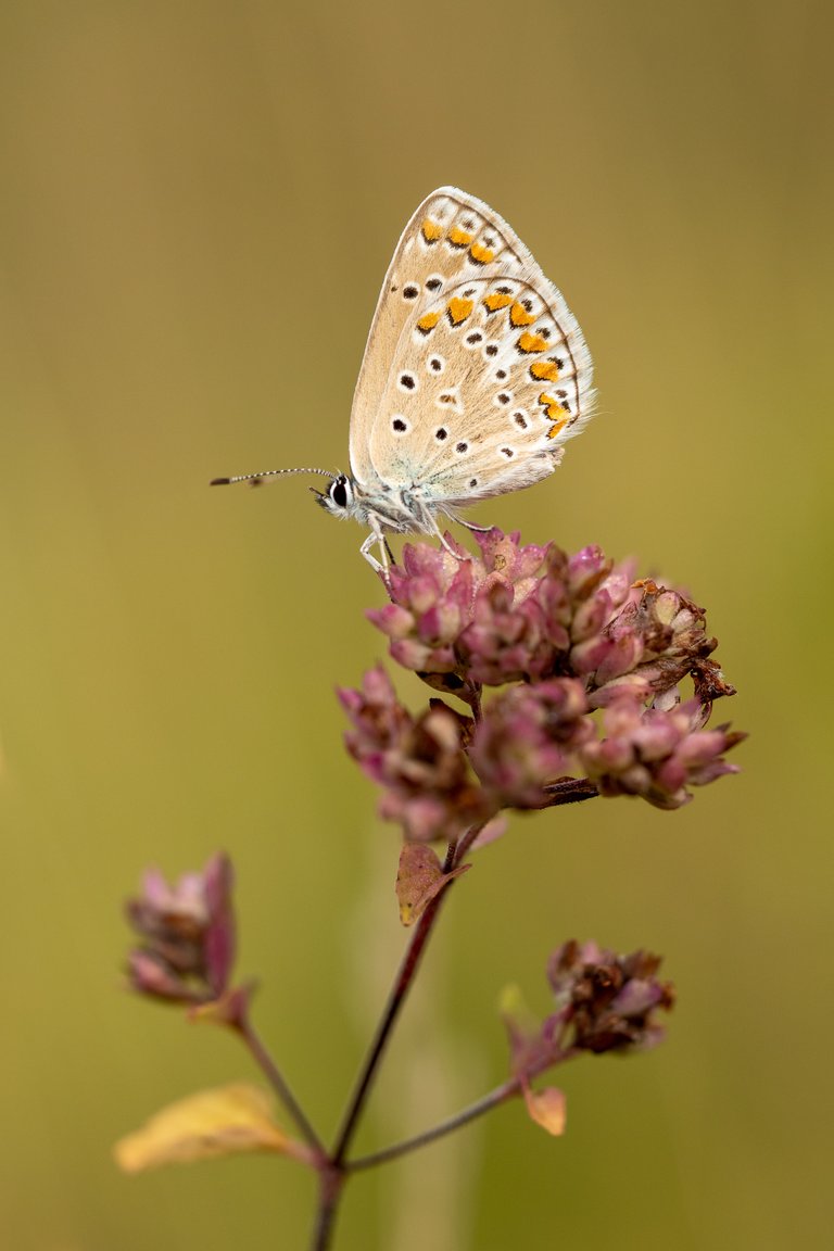 HauhechelBläuling Polyommatus icarus_P2028119.jpg