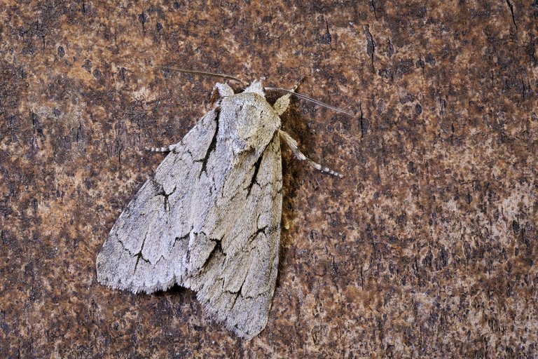 Pfeileule Acronicta psi_P1148618_HF.jpg