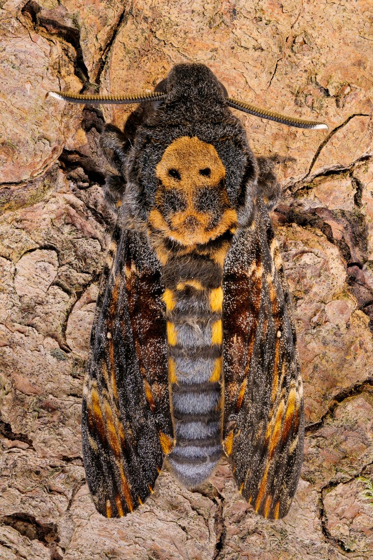 Totenkopfschwärmer Acherontia atropos_P20553017920201012.jpg