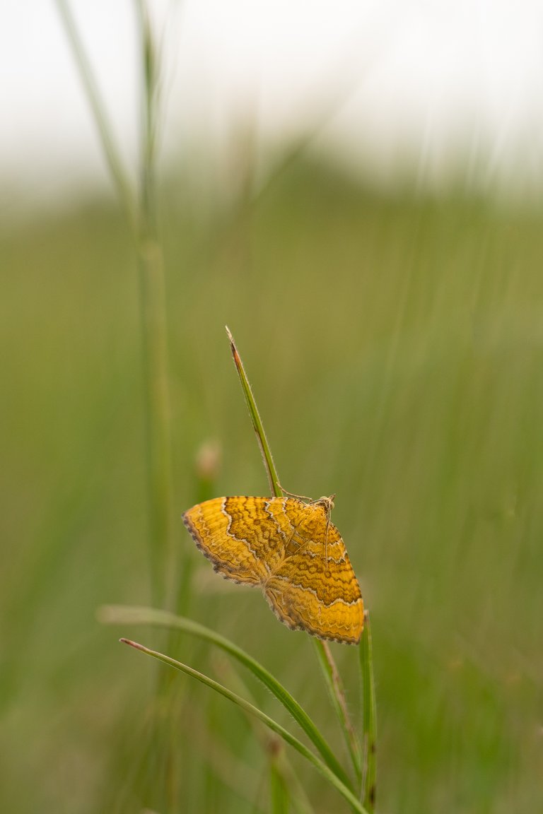 Ockergelbe Blattspanner Camptogramma bilineata_P1813937.jpg