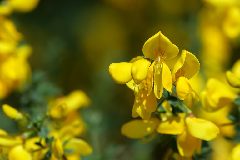 Besenginster Cytisus scoparius_P1112958BF.jpg