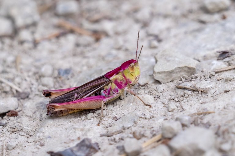 Weiblicher Heidegrashüpfer Stenobothrus lineatus_P1913737.jpg