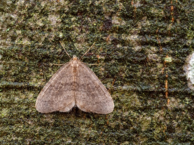 Kleiner Frostspanner Operophtera brumata_P2102935.jpg