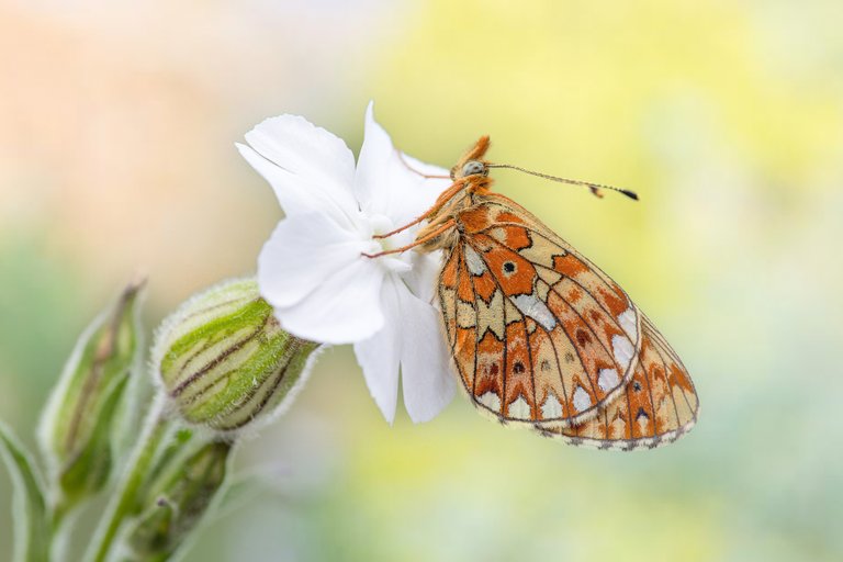 SilberfleckPerlmutterfalter Boloria euphrosyne_CI4A6006Bearbeitet.jpg